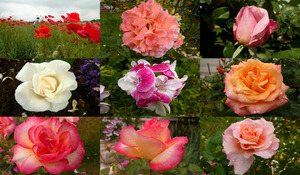 Diverses roses et autres - Verschiedene Rosen und andere
