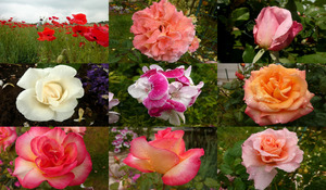 klicke hier, um die Datei herunterzuladen Diverses roses et autres - Verschiedene Rosen und andere