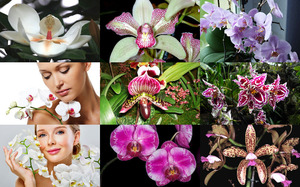 Orchids - Orchideen