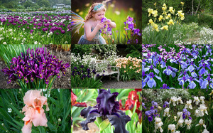 klicke hier, um die Datei herunterzuladen Irises - Iris