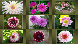 klicke hier, um die Datei herunterzuladen La beauté du Dahlia - Die Schönheit von Dahlien