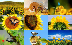 klicke hier, um die Datei herunterzuladen Sunflowers - Sonnenblumen