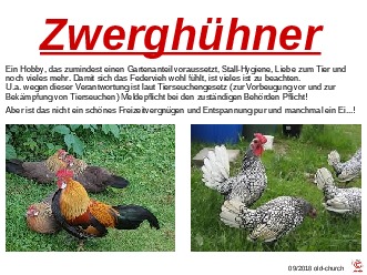 Zwerghhner