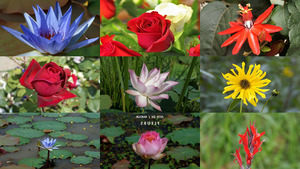 Fete De L' Amour - Fleurs - Blumen