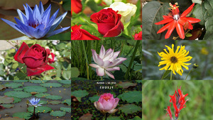 klicke hier, um die Datei herunterzuladen Fete De L' Amour - Fleurs - Blumen