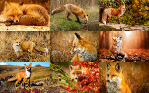 klicke hier, um die Datei herunterzuladen Foxes in Autumn - Füchse im Herbst