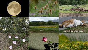 klicke hier, um die Datei herunterzuladen Tiere und Blumen