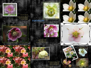 Helleborus - Helleborus-Pflanze