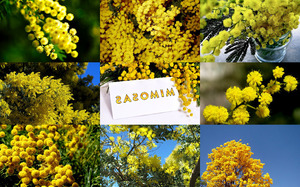 klicke hier, um die Datei herunterzuladen Mimosas - Mimosenblüten