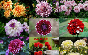 Dahlias - Dahlien