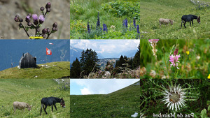 Pas de Maimbr - Panoramablick in der Schweiz