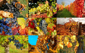 Autumn Grapes 1 - Herbsttrauben 1