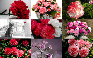 Carnations - Nelken