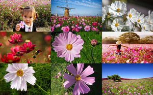 Cosmos Flowers - Kosmos Blumen