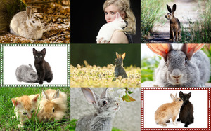klicke hier, um die Datei herunterzuladen Bunnies - Häschen