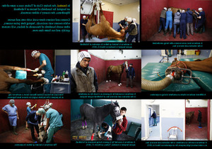 klicke hier, um die Datei herunterzuladen Horse Hospital - Pferdekrankenhaus