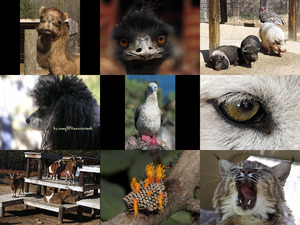 klicke hier, um die Datei herunterzuladen Bilder-Galerie vom 18082018 5 Tiere