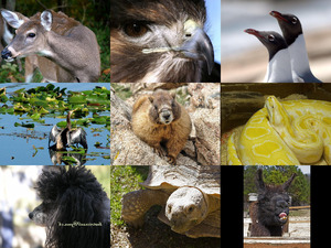 klicke hier, um die Datei herunterzuladen Bilder-Galerie vom 18082018 6 Tiere