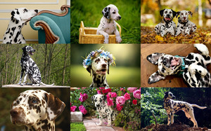 klicke hier, um die Datei herunterzuladen 56 Dalmatians - 56 Dalmatiner