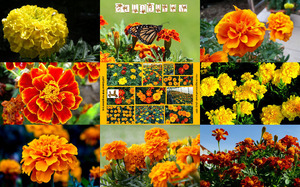 klicke hier, um die Datei herunterzuladen Marigolds - Ringelblumen