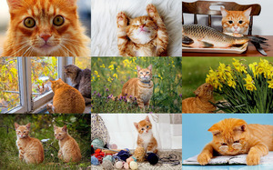 klicke hier, um die Datei herunterzuladen Red Cats 2 - Rote Katzen 2