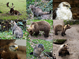 klicke hier, um die Datei herunterzuladen Wildpark - Gangelt