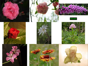 Art Photo - Flowers 5 - Kunstfoto - Blumen 5