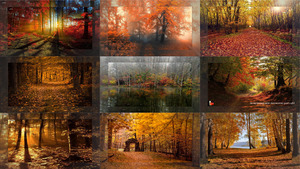 autumn-forest 1 - Herbst-Wald