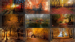 klicke hier, um die Datei herunterzuladen autumn-forest 1 - Herbst-Wald