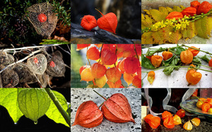 klicke hier, um die Datei herunterzuladen Lantern Flowers - Laterne Blumen