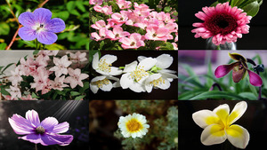 Fleurs Haute Definition - Makroaufnahmen Blumen