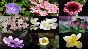 klicke hier, um die Datei herunterzuladen Fleurs Haute Definition - Makroaufnahmen Blumen
