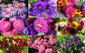 klicke hier, um die Datei herunterzuladen Asters - Astern