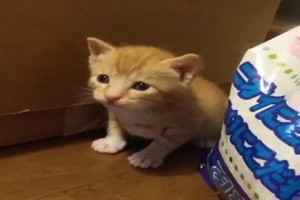 Vom Kaetzchen zum feschen Kater