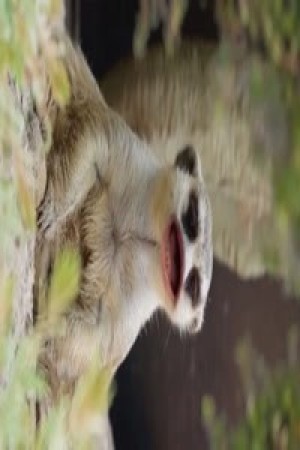 Ich hab keinen bock