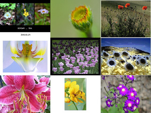 Art ... Photos - Fleurs - Kunst ... Fotos - Blumen