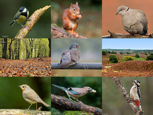 Autumn in Holland - Herbst in Holland