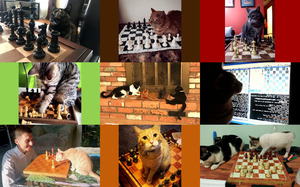 Cats & Chess - Katzen & Schach