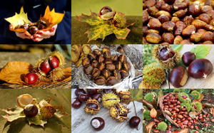 Chestnuts in Autumn - Kastanien im Herbst
