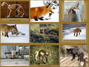 klicke hier, um die Datei herunterzuladen Der Fuchs