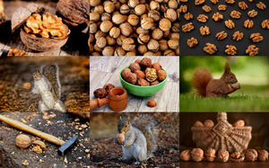 klicke hier, um die Datei herunterzuladen Walnuts - Walnüsse