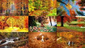 klicke hier, um die Datei herunterzuladen Herbst 24