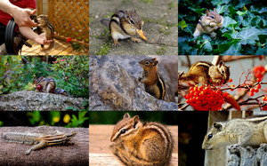 klicke hier, um die Datei herunterzuladen Chipmunks - Streifenhörnchen