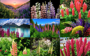 klicke hier, um die Datei herunterzuladen Lupines - Lupinen