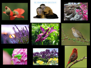 klicke hier, um die Datei herunterzuladen Nature Sublime Musique 20 - Natur Erhabene Musik 20