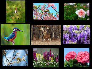 klicke hier, um die Datei herunterzuladen Nature Sublime Musique 21 - Nature Sublime Music 21