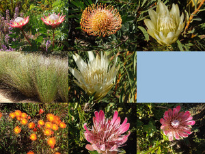 Botanischer Garten Kirstenbosch