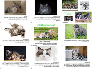 klicke hier, um die Datei herunterzuladen Faszination Katze