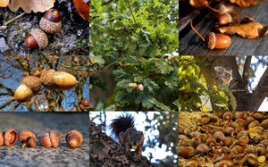 klicke hier, um die Datei herunterzuladen Acorns - Eicheln