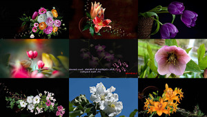 klicke hier, um die Datei herunterzuladen Des fleurs sur une musique d'Eric Clapton - Blumen